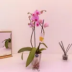 Rea Life Luxury 卡瓦德蒂雷尼